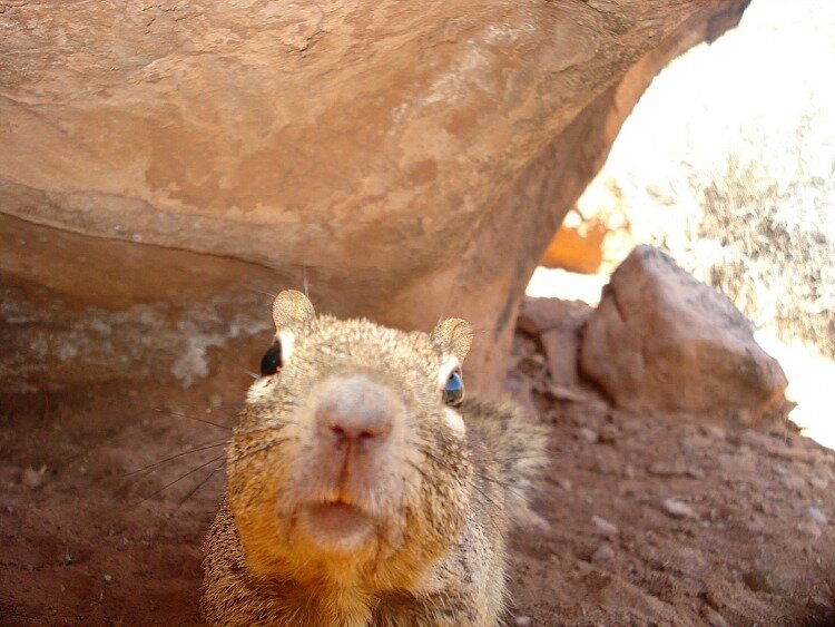 Squirrel Selfie Zion National Park Utah