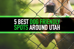 Where To Take Dogs In Utah