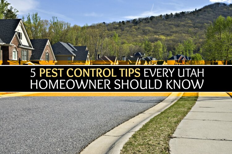 Tips for Pest Control In Utah
